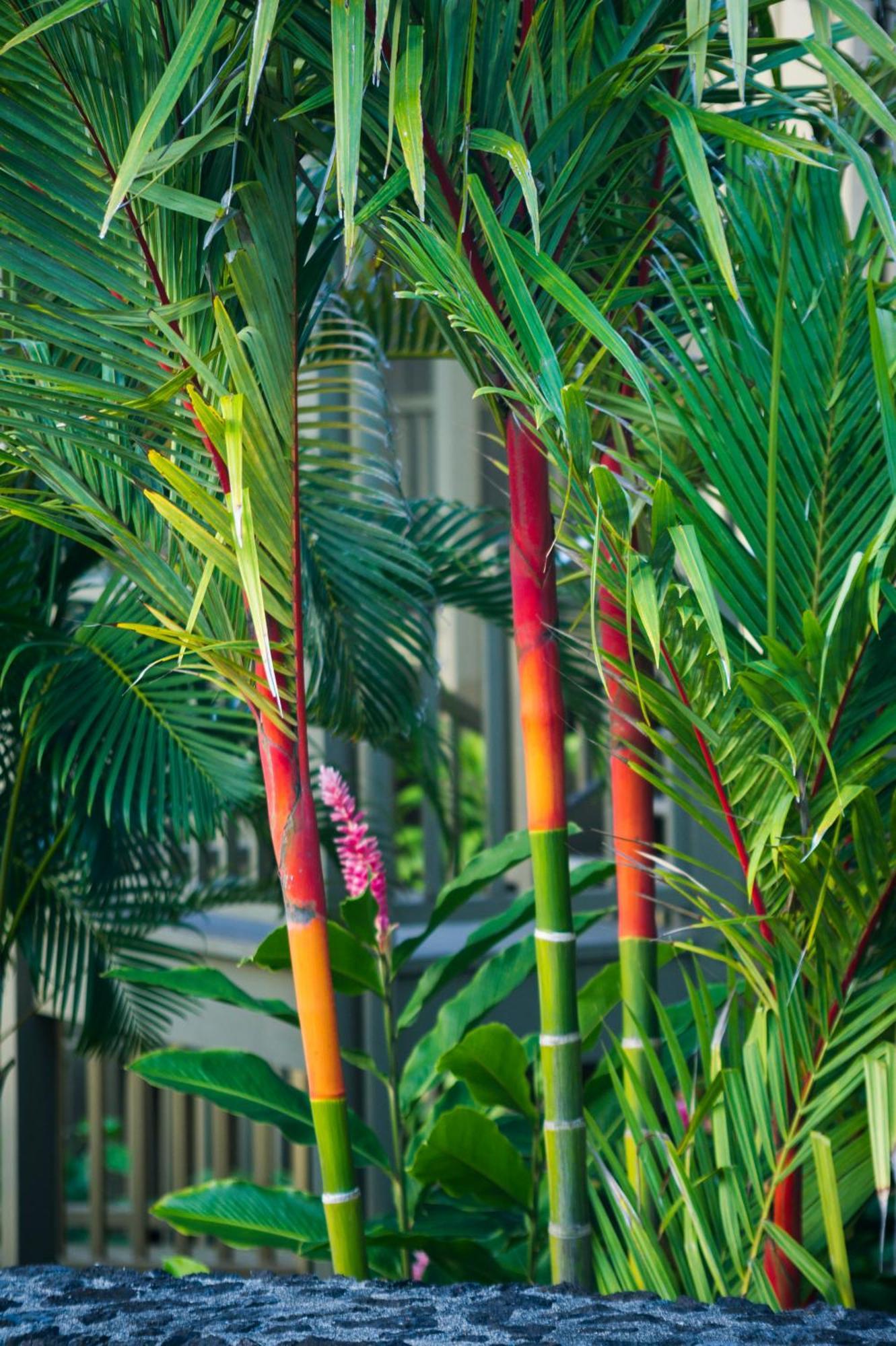 Hana Kai Maui - #106 Kuakahi Partial Oceanview Studio Ngoại thất bức ảnh